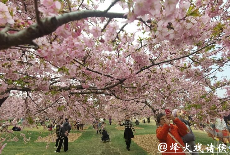 双梅争春寒樱也“醒”了，上海赏樱季揭幕